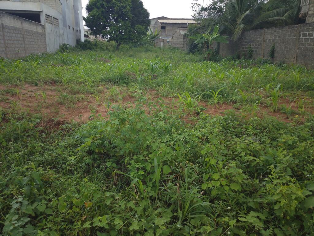 Une parcelle à vendre à Zopah et dans la Zoca Abomey-Calavi